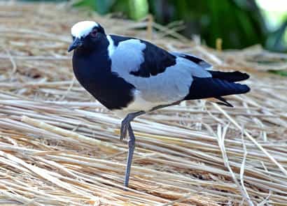 鳥類図鑑・シロクロゲリ